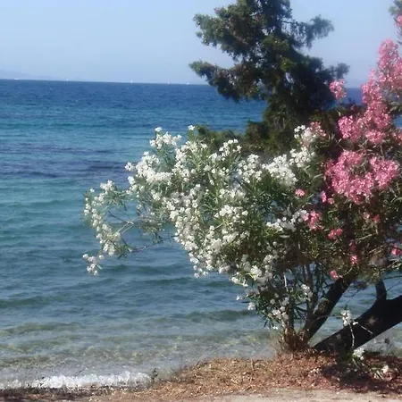 Aliki